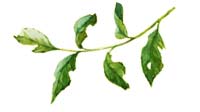 leaves